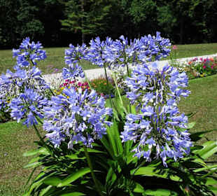 Im Garten des Nordparterre der Eremitage