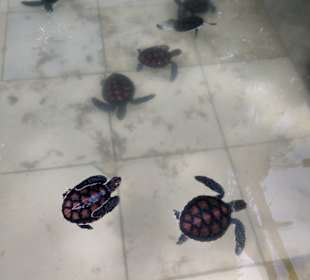 Meeresschildkröten-Aquarium