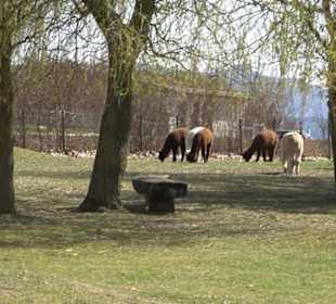 Alpakafarm Schaber