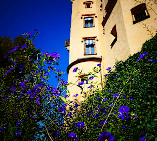 Schloss Hohenschwangau