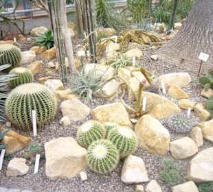 Kakteenhaus Botanischer Garten Potsdam