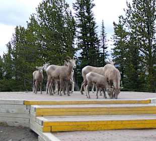 Am Sulphur Mountain / Banff
