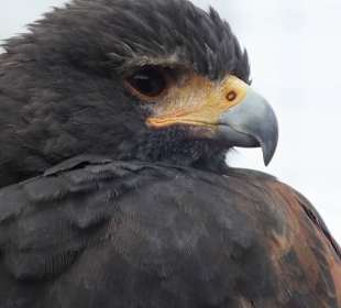 Burren Birds of Prey Center