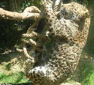 Leopardenbaby beim Spielen 