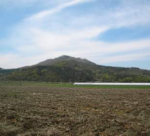 Strawberry Farm in Gyeongju