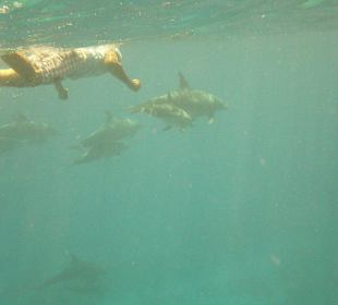 Schwimmen mit den Delfinen