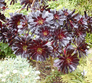 Palheiro Gardens