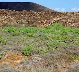 Impressionen von Lobos