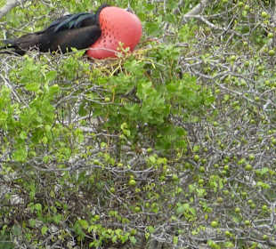Markante Vögel mit roter Brust