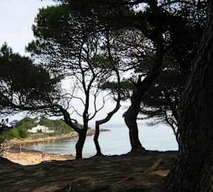 Strand und Pinienwald Cala Agulla