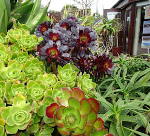 Minack Open Air Theatre