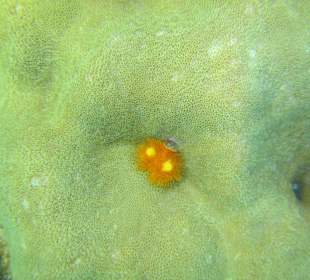 Andaman Snorkel Discovery