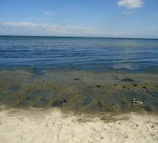 Es sieht nicht nur so aus, es riecht auch so