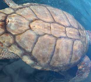 Schildkröten-Aufzuchtstation