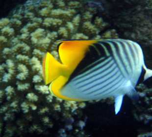 Schnorcheln am Hausriff