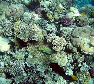 Korallenriff