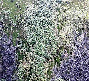 Vertical Garden