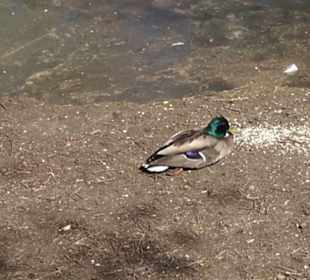 Sport- und Freizeitpark Markwasen