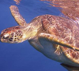 Podwodne życie w Abu Dabab