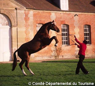 Le Haras National du Pin