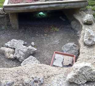 Afrika Bereich - Landschildkröte