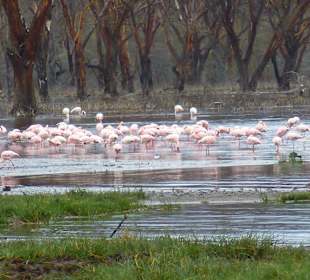 Lake Nakuru
