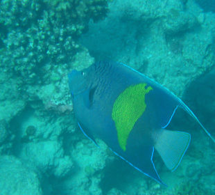 Unterwasserwelt Hausriff Arabia Beach