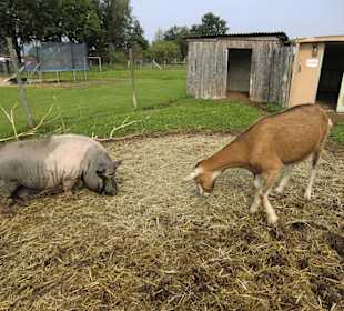 Echtes Bauernhofgetier