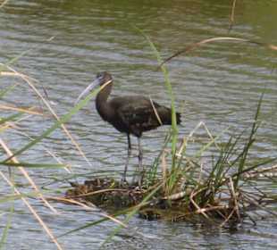 Naturschutzgebiet Ria Formosa Vogelbeobachtung