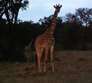 Giraffe beim Sonnenaufgang
