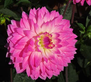 Impressionen aus dem Dahliengarten Hamburg