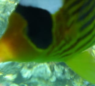 Beim Schnorcheln am Hausriff