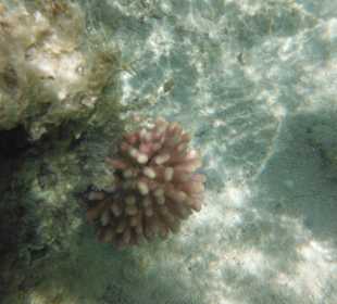 Hausriff, rechts von der Marina