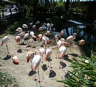Flamingos