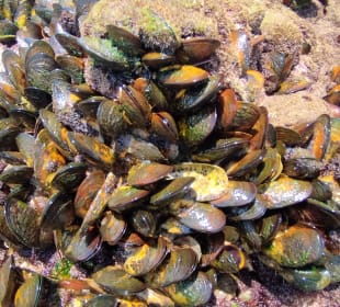 Schnorcheln Costa Calma