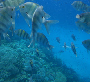 Mit der Unterwasser Kamera