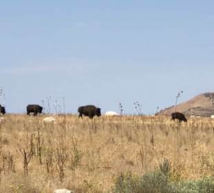 Bison Herde im State Park 