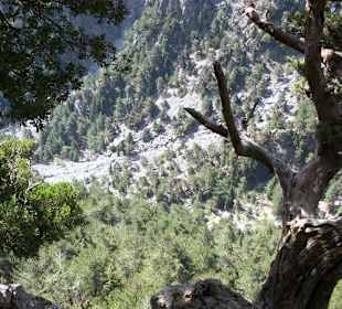 Blick in die Schlucht