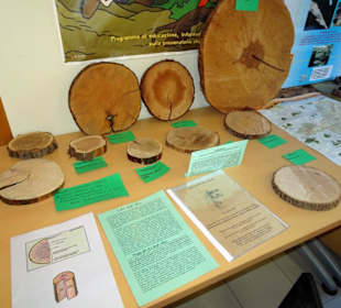 Rundgang durch das Museo della Foca Monaca