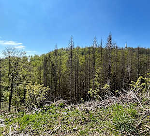 Wandern Bad Sachsa