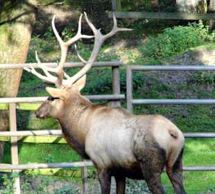 Wildparkimpressionen