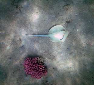 Blaupunktrochen beim Riff