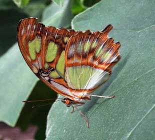 Rundgang durch den Jardin des Papillons