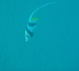 Rotmeer -Wimpelfisch