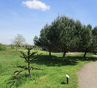 Straußenfarm Mhou Rülzheim