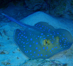 Blaupunkt Stechrochen