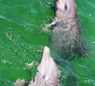 Ausflug: Dolphin Explorer