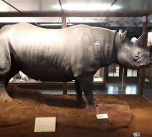 Naturhistoriska Museum