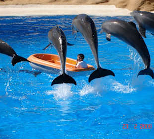 Europas größtes Delphinarium