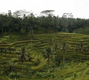 Reisterrassen bei Ubud